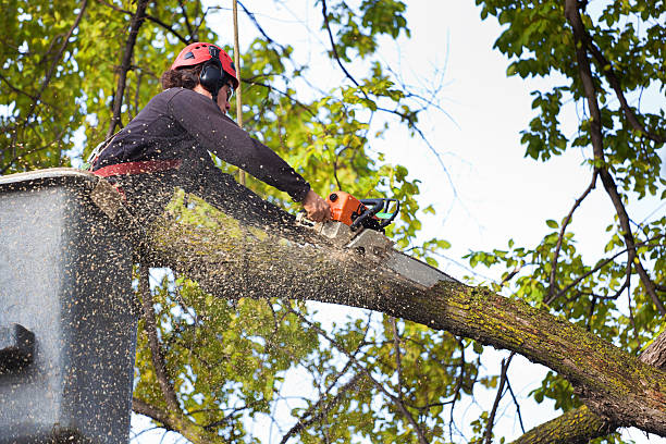 Best Arborist Services Near Me  in Cheltenham Village, PA